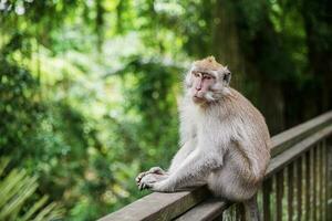 jolie balinais singe séance sur une en bois balustrade photo