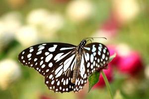 délias eucharis est une beau, agile journée papillon cette jouit butiner pendant le jour, se percher sur parterres de fleurs dans chercher de le douceur de fleurs dans la nature dans le printemps. photo