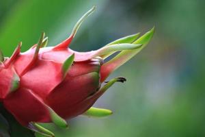 rouge dragon fruit est une tropical fruit. il est une en bonne santé fruit avec une sucré et légèrement acide goût. il est un économique fruit grandi pour vente et exportation à étranger des pays. photo