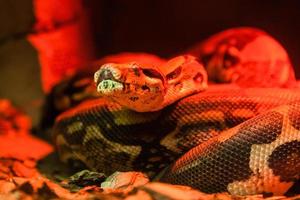 serpent python fermer en dessous de rouge lumière photo