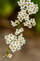 Bush macro de petites fleurs blanches sur une branche photo