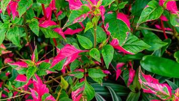 belles et superbes feuilles rouges en arrière-plan photo