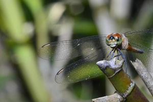 proche en haut et macro vue de libellule photo