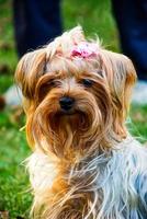 yorkshire terrier dans le parc photo