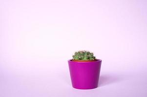 cactus dans une pot sur une en bois supporter photo