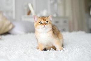 une petit roux Britanique chaton est séance dans une pièce sur une blanc couverture et à la recherche en haut photo