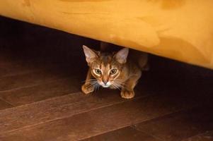 une de race abyssinien chat mensonges et cache en dessous de une Jaune canapé photo