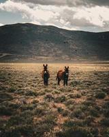 le deux les ânes photo