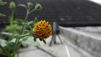 Jaune fleur fleur épanouissement avec insecte proche en haut photo