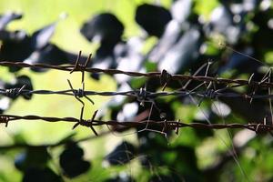 vert les plantes autour une barbelé câble clôture. photo