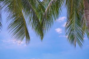 palmiers et plantes tropicales sur fond naturel de ciel bleu. photo