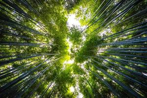 Belle forêt de bambous à arashiyama, kyoto photo