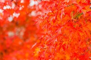 belles feuilles d'érable rouge photo