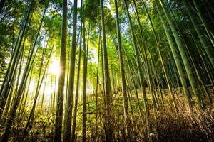 Belle forêt de bambous à arashiyama, kyoto photo