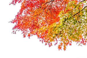 belles feuilles d'érable rouge photo