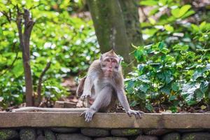 de bonne humeur balinais singe séance sur une pierre parapet photo