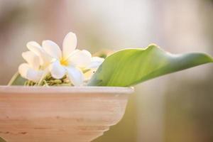 fleurs blanches et feuilles photo