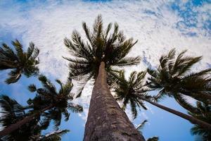 palmiers dans le ciel