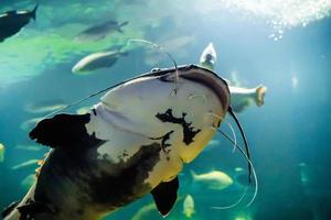 sous-marin photo de le Poisson-chat silure glanis. le plus gros prédateur poisson dans européen des lacs et rivière.