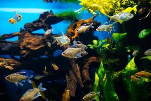 petit poisson nager dans une grand transparent aquarium proche en haut photo