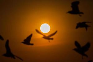 silhouettes d'oiseaux floues au coucher du soleil