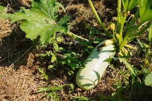 mûr Zucchini croissance dans une jardin dans le ouvert air. respectueux de la nature des produits. jaune, vert Zucchini dans le jardin sur le cultiver. photo