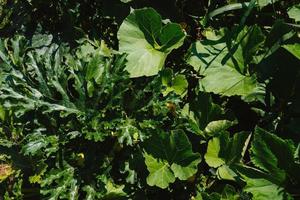 vert feuilles de Zucchini et citrouilles dans le jardin sur le jardin lit sur le cultiver. respectueux de la nature des produits. fermer. photo