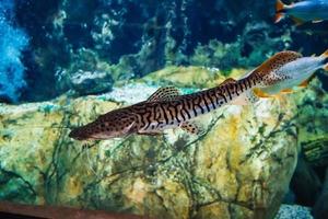 tigre rayé Poisson-chat aquarium lumière flottant dans le l'eau parmi le récifs photo