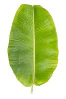 Frais vert banane feuilles sur une blanc Contexte photo