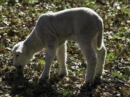 des moutons sur une Allemagne Prairie photo