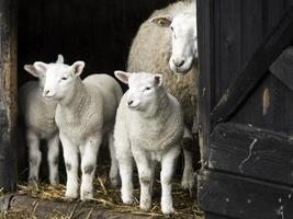 moutons en westphalie photo