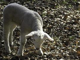 moutons en westphalie photo