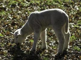 moutons en westphalie photo