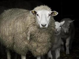 moutons en westphalie photo