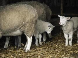 moutons en westphalie photo