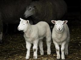 moutons en westphalie photo