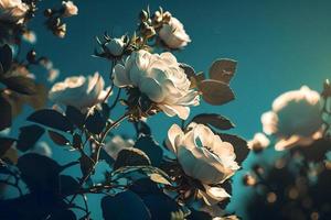 blanc buisson des roses sur une Contexte de bleu ciel dans le lumière du soleil. magnifique printemps ou été floral Contexte photo