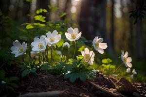 magnifique blanc fleurs de anémones dans printemps dans une forêt proche en haut dans lumière du soleil dans la nature. printemps forêt paysage avec floraison primevères photo