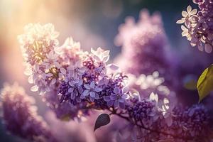 lilas fleurs printemps fleurir, ensoleillé journée lumière bokeh Contexte photo