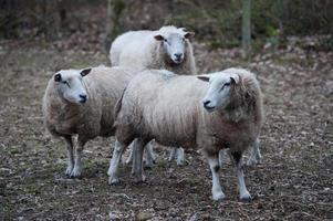 moutons sur un champ en allemagne photo