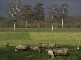 moutons sur un champ en allemagne photo