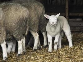 moutons sur un champ en allemagne photo