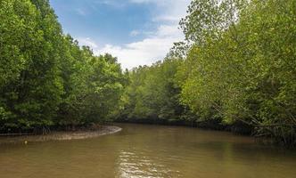 mangrove forêt le long de rivière photo