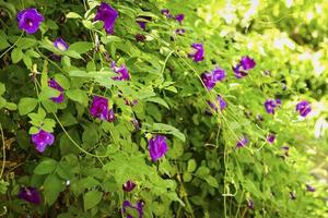 buisson de chamois pois avec fleur photo