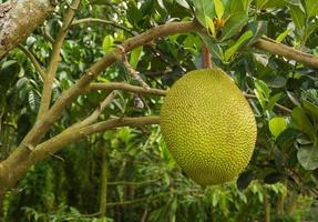 jack fruit pendaison sur arbre photo