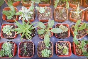 divers cactus et succulent les plantes photo