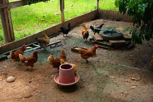 poulet mère poules dans une ferme, poulets de gamme dans une ferme biologique photo