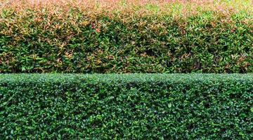 deux Ton buisson, rose et vert feuilles dans petit buisson, Jeune feuilles dans rose Couleur avec vieux feuilles dans vert la couleur verte feuille mur Contexte photo