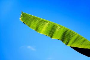 banane feuilles texture sur bleu ciel fondtropical plante feuillage avec visible texture. photo