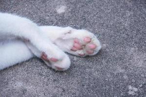 le portrait de chat pattes. charmant chat pieds photo